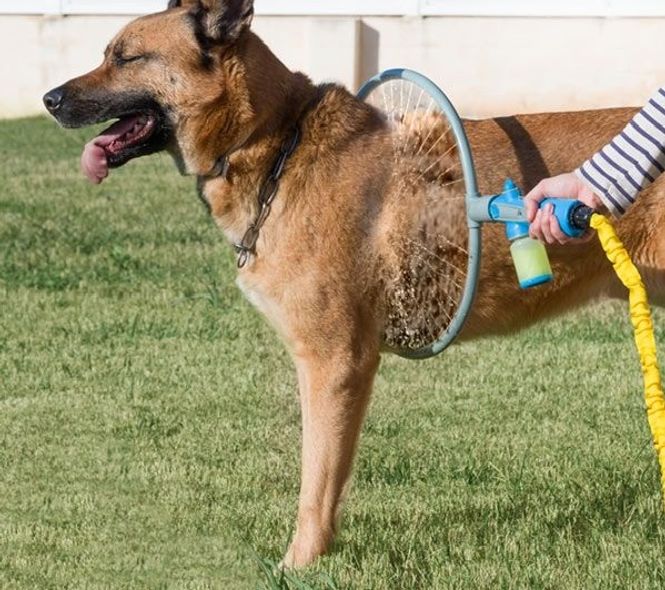 Hovedbilde Vaskering til hund